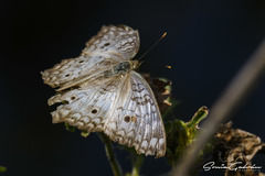 Anartia jatrophae