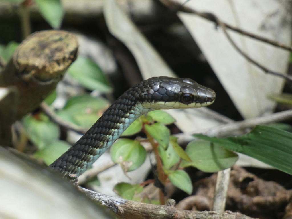 Green Tree Snake
