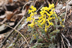Corydalis pallida tenuis