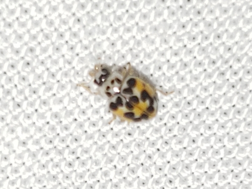Twenty-spotted Lady Beetle (Psyllobora vigintimaculata), a species recorded in Delaware