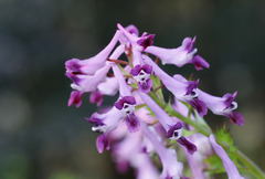 Corydalis incisa