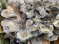 Polyporales