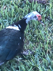 Cairina moschata domestica