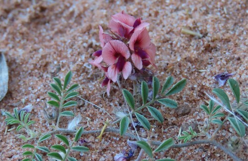 Springbuck Indigo (Indigofera alternans)