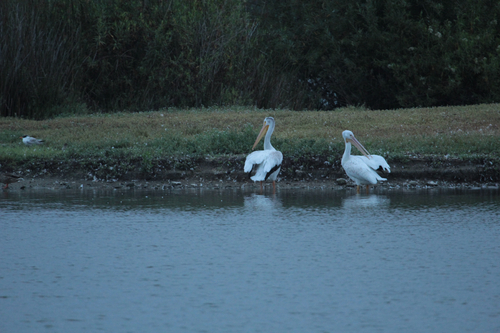 iNaturalist observation photo of American White Pelican
