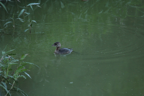 iNaturalist observation photo of Pied-billed Grebe