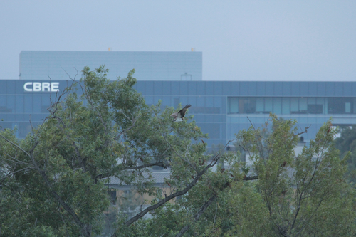 iNaturalist observation photo of American Osprey