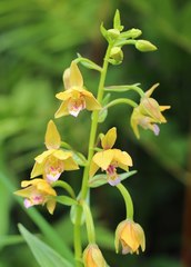 Epipactis thunbergii