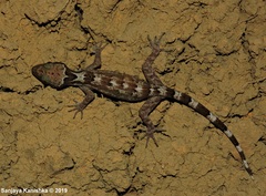 Cyrtodactylus cracens