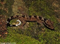 Cyrtodactylus cracens