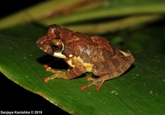 Pseudophilautus procax