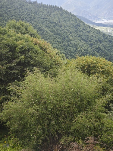 McClure's Bamboo (Fargesia macclureana)