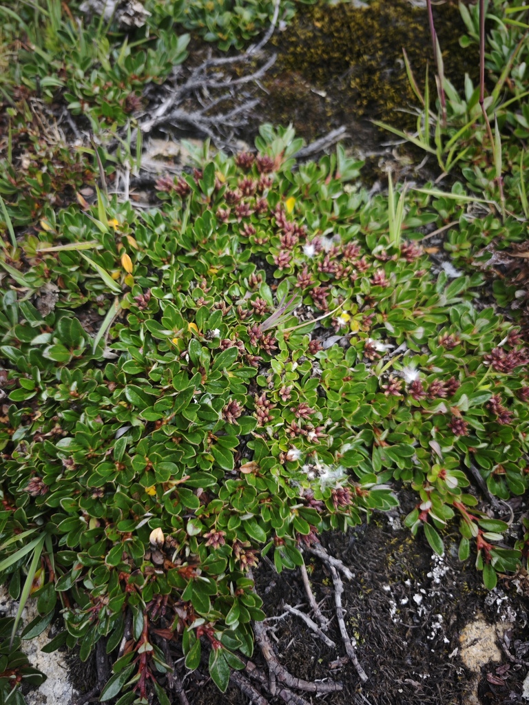 Salix lindleyana