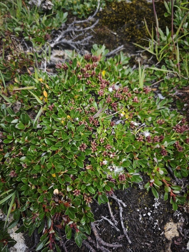 Nepal willow (Salix lindleyana)