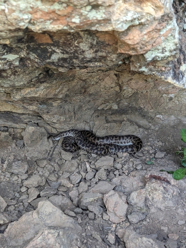 Spotted Python sighting