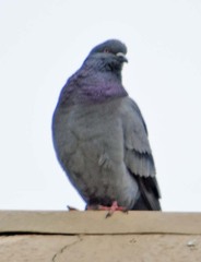 Columba livia domestica