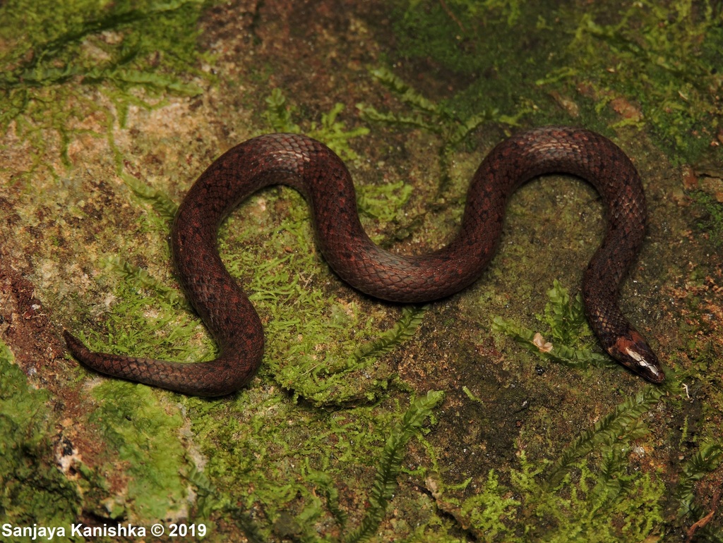 Gunther's Rough-Sided Snake