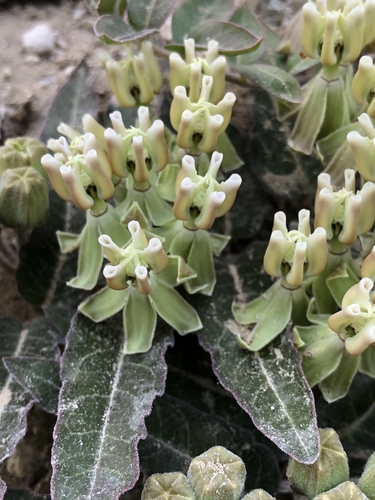 Asclepias prostrata W.H.Blackw.