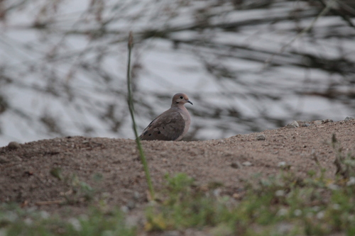 iNaturalist observation photo of Mourning Dove