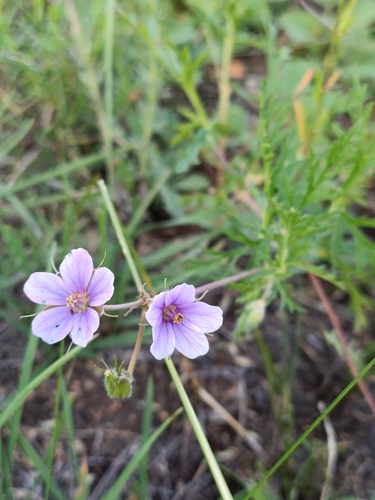 Erodium stephanianum (Erodium stephanianum)