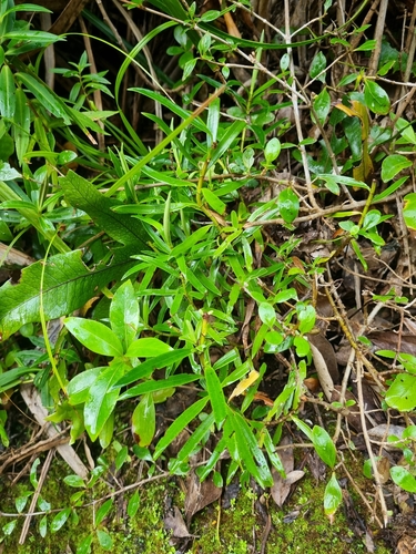 Veronica townsonii