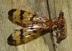 Panorpa neglecta