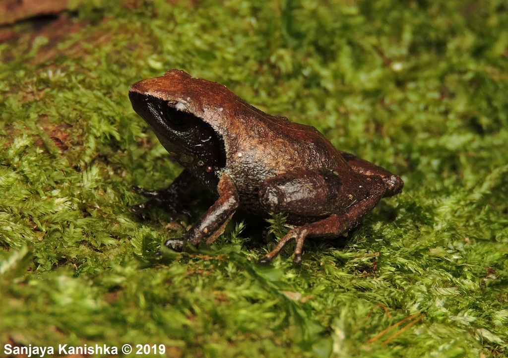 Simba Bubble-Nest Frog
