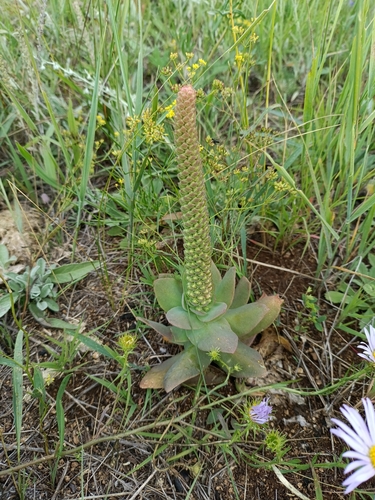 Orostachys malacophylla