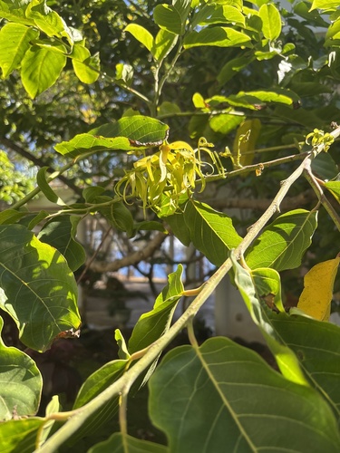 Cananga odorata observed 2025-08-11