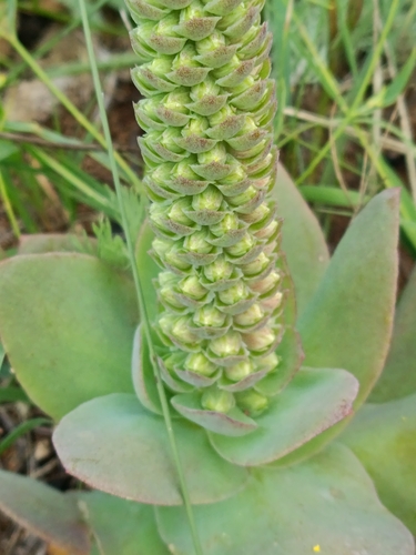Orostachys malacophylla