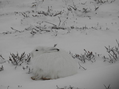 Lepus arcticus