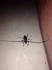 Juiaparus mexicanus