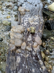 Ascidiella aspersa