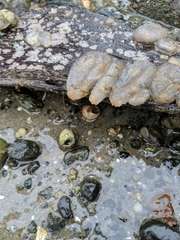 Ascidiella aspersa