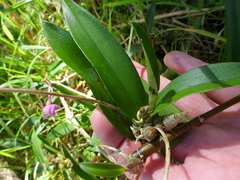 Dendrobium kingianum