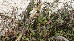 Matelea parvifolia