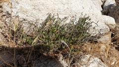 Matelea parvifolia