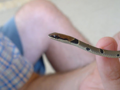 Platyceps collaris