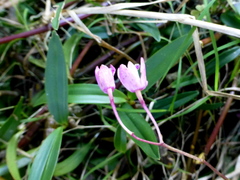 Dendrobium kingianum