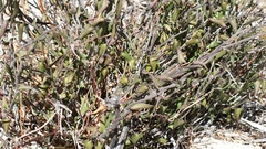 Matelea parvifolia