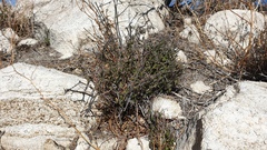 Matelea parvifolia