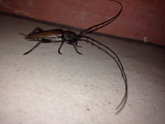 Juiaparus mexicanus