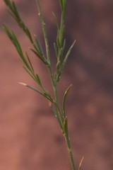 Polygala scoparioides