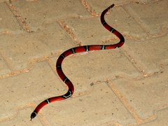 Lampropeltis polyzona