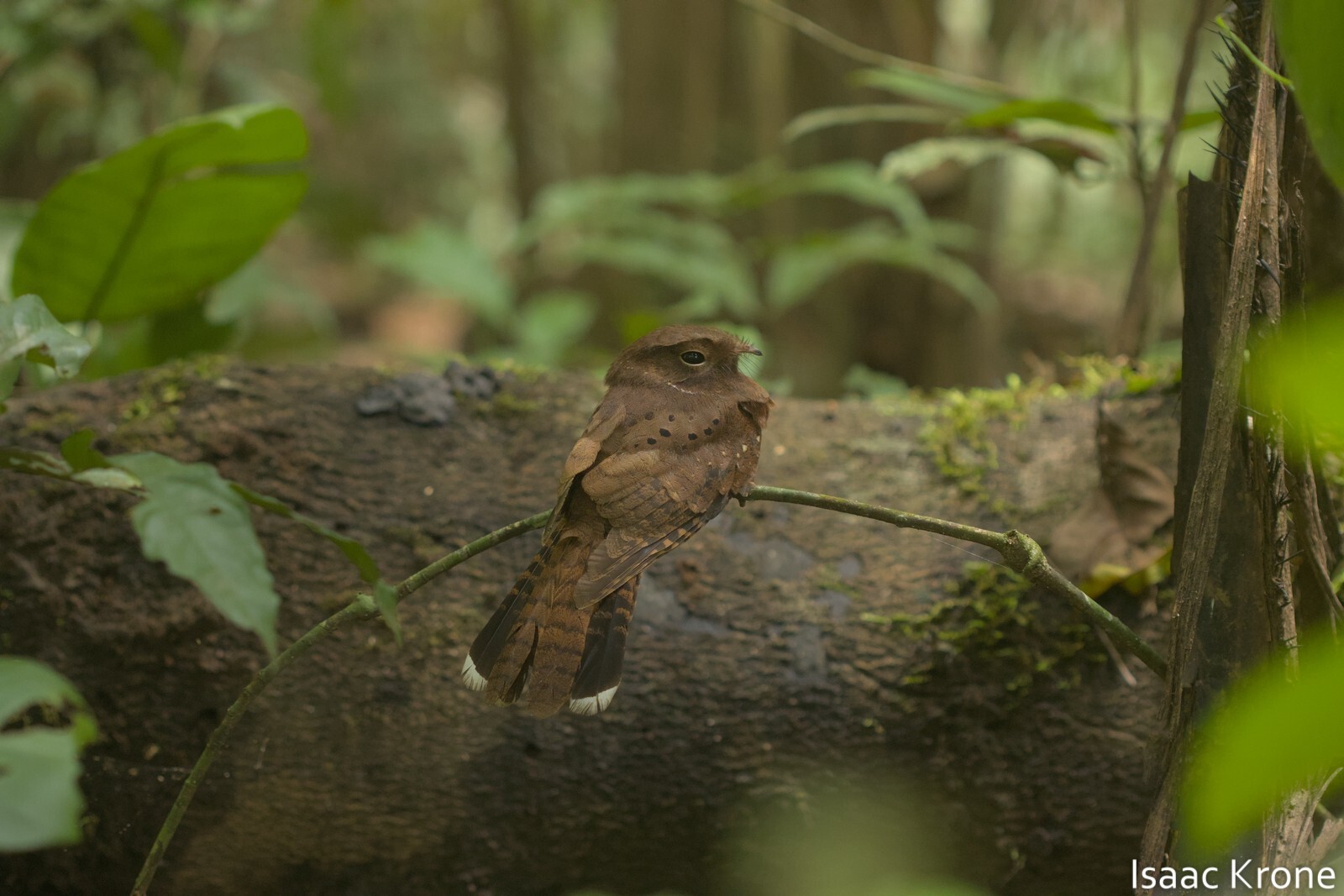 Ocellated Poorwill (Nyctiphrynus ocellatus), photo 9