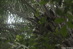 Philodendron panduriforme, photograph (c) Isaac Krone, some rights reserved (CC BY)
