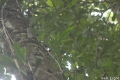 Philodendron panduriforme, photograph (c) Isaac Krone, some rights reserved (CC BY)