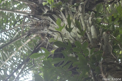 Philodendron panduriforme, photograph 3