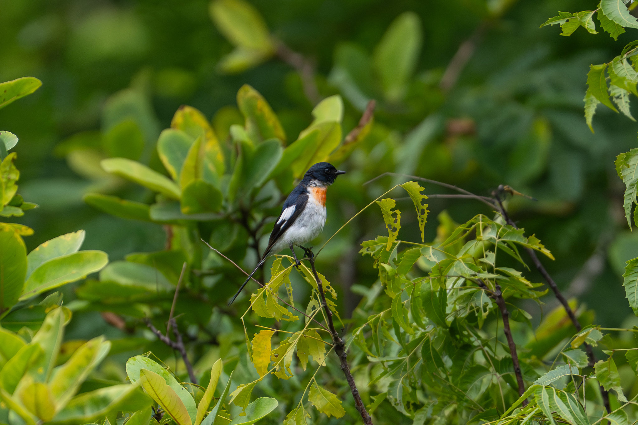 White-bellied Minivet (Pericrocotus erythropygius), photo 1