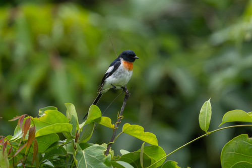 White-bellied Minivet (Pericrocotus erythropygius), photo 2